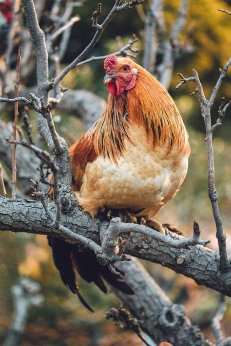 Training Chickens: How to Teach Fun Tricks & More.